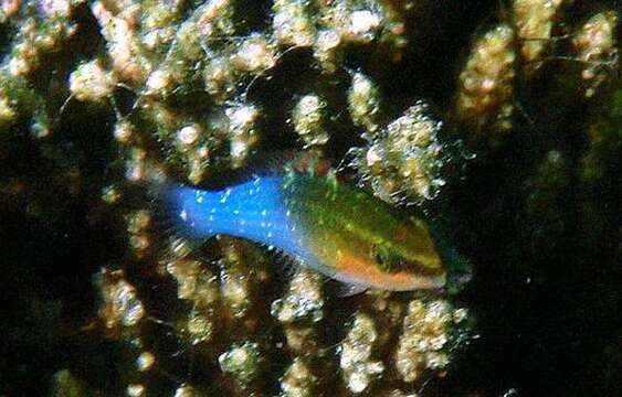 Image de Pseudochromis cyanotaenia Bleeker 1857