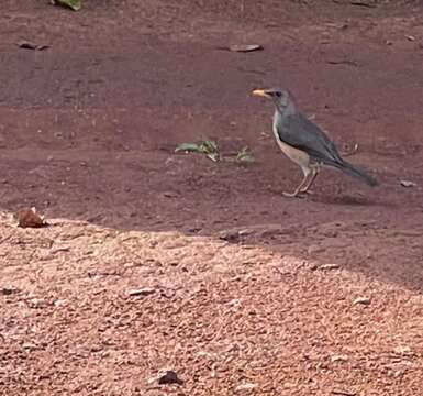 Image of African Thrush