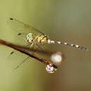 Tetrathemis irregularis Brauer 1868 resmi