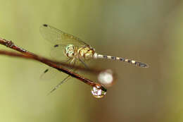 Tetrathemis irregularis Brauer 1868 resmi