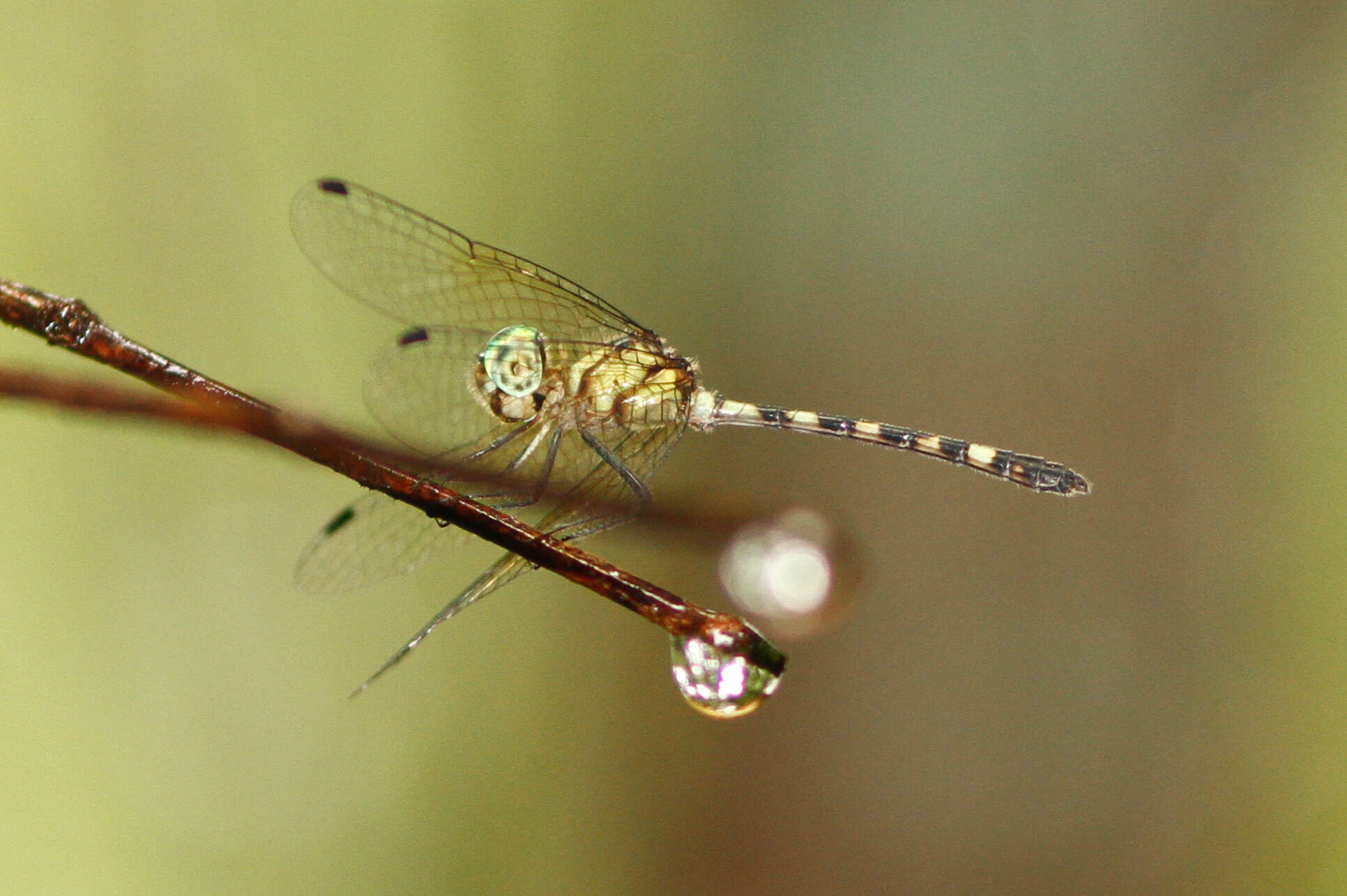 Imagem de Tetrathemis irregularis Brauer 1868