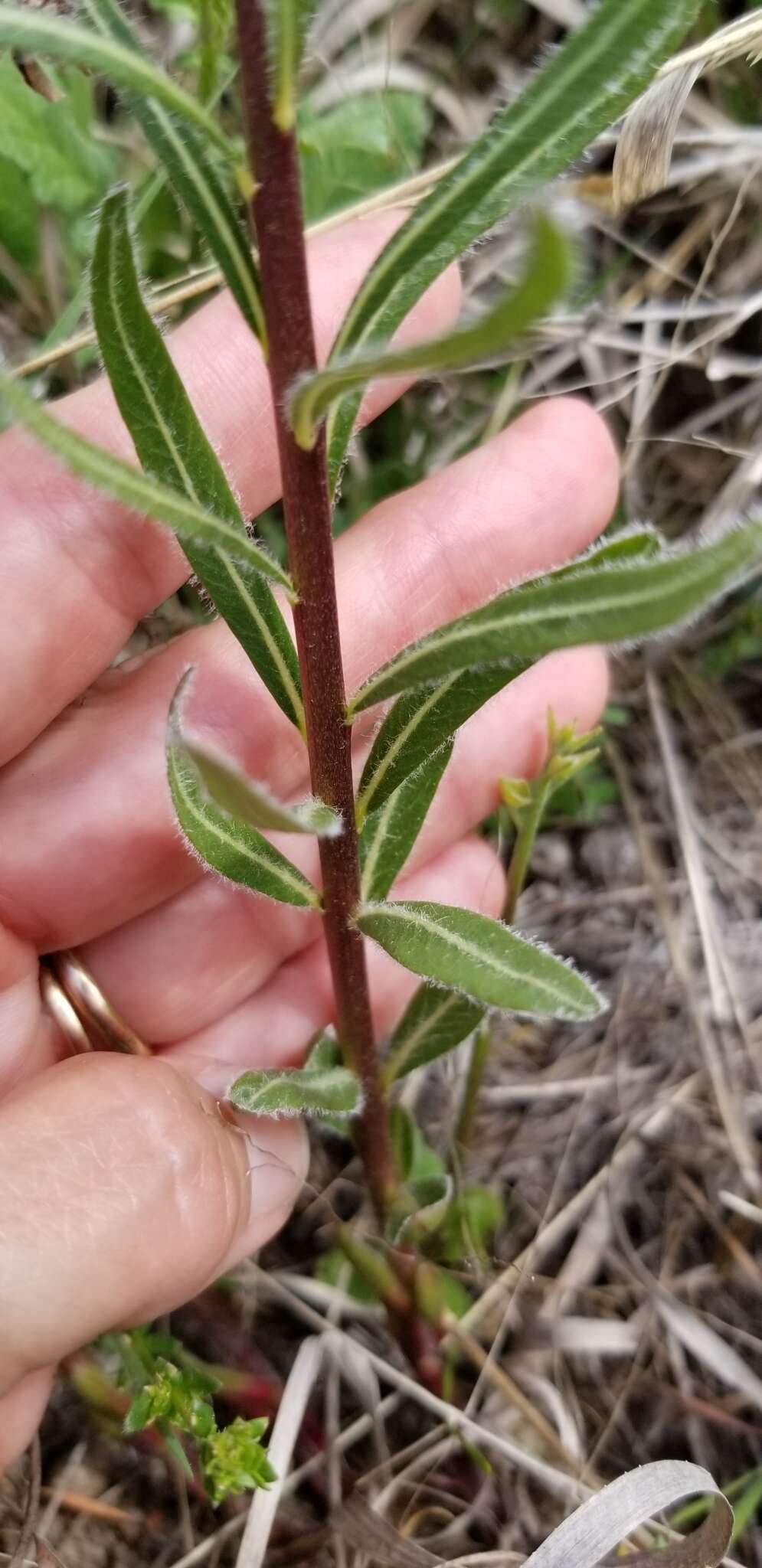 Plancia ëd Amsonia ciliata var. texana (A. Gray) J. M. Coult.