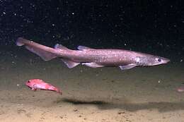 Image of Brown Catshark