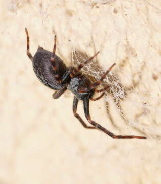 Image of Black house spider