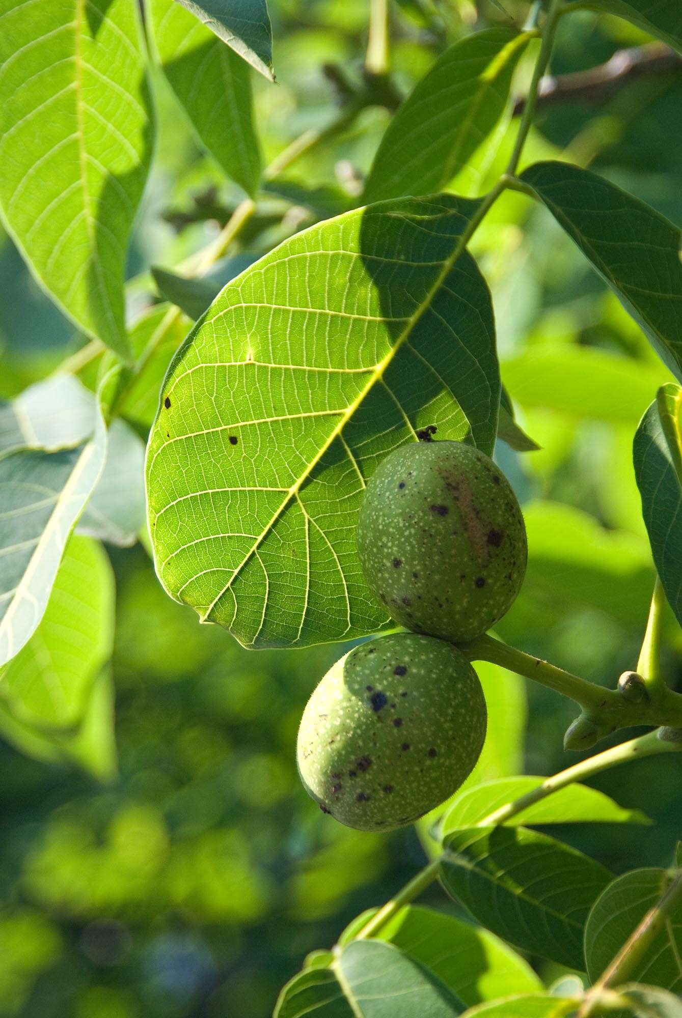 Image of Common walnut