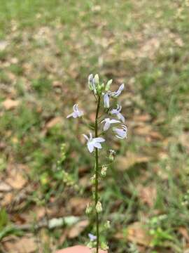 Image of pineland lobelia