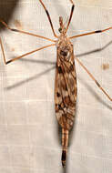 Image of Tipula (Vestiplex) longiventris Loew 1863