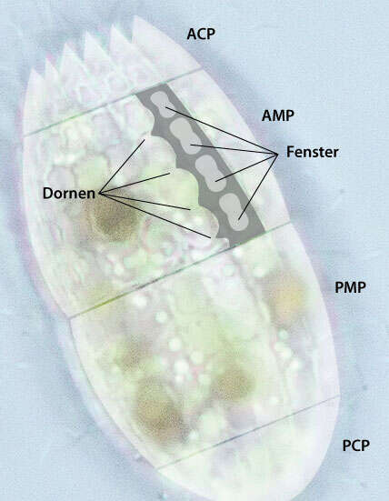 Colepidae resmi