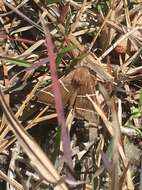 Image of Four-Lined Chocolate Moth