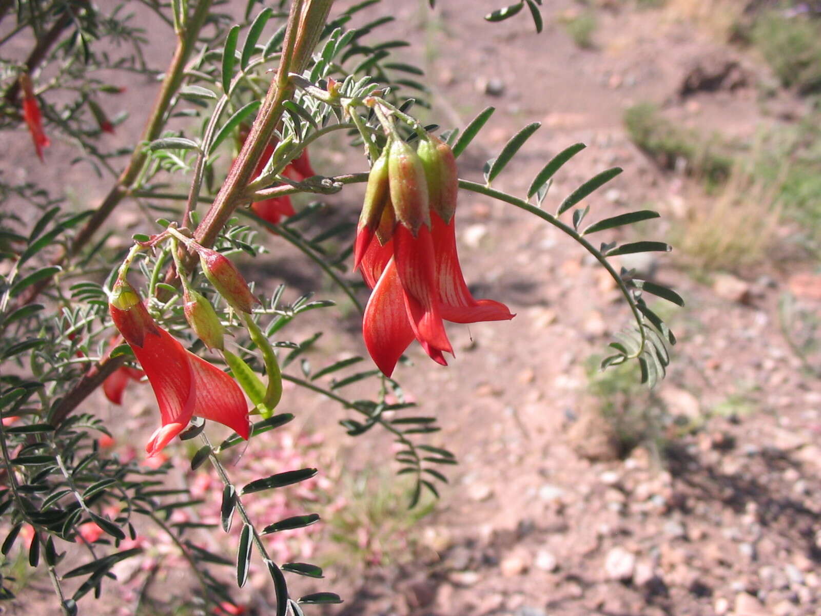 Image of Lessertia frutescens subsp. microphylla