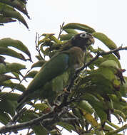 Image of Brown-hooded Parrot