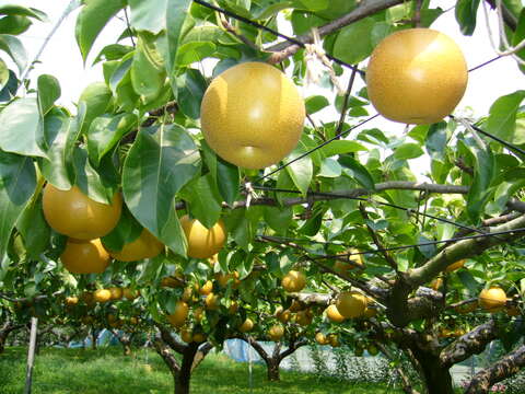 Image of Chinese pear