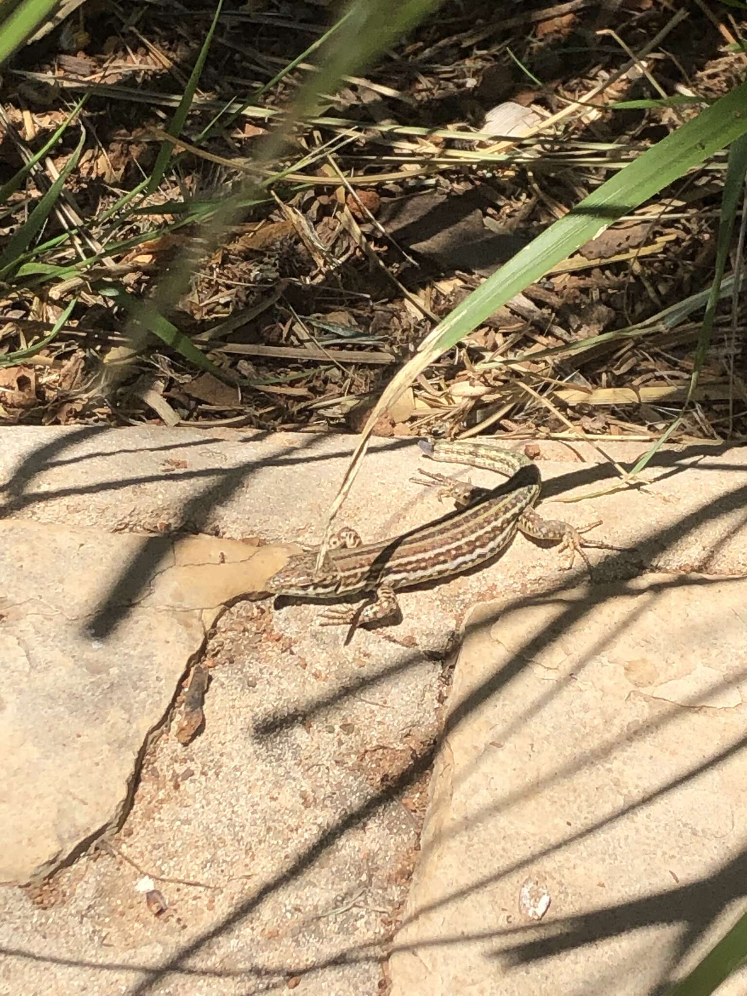 Image of Ibiza Wall Lizard