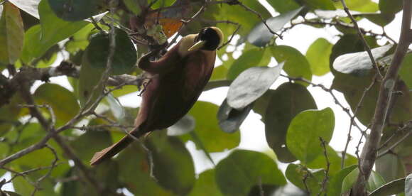 Image of Red Bird-of-Paradise