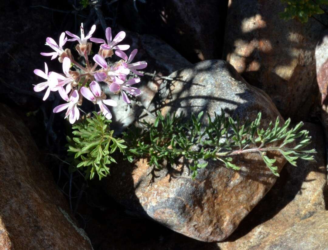 Image of Pelargonium bubonifolium (Andr.) Pers.