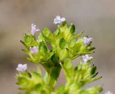 Image of Italian cornsalad