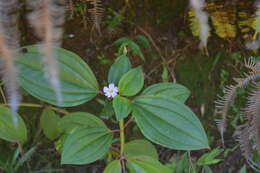 Imagem de Tristemma mauritianum J. F. Gmel.