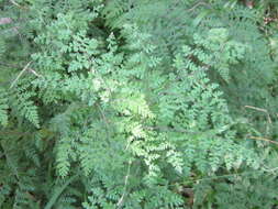 Image of Cheilanthes bergiana Schltdl.