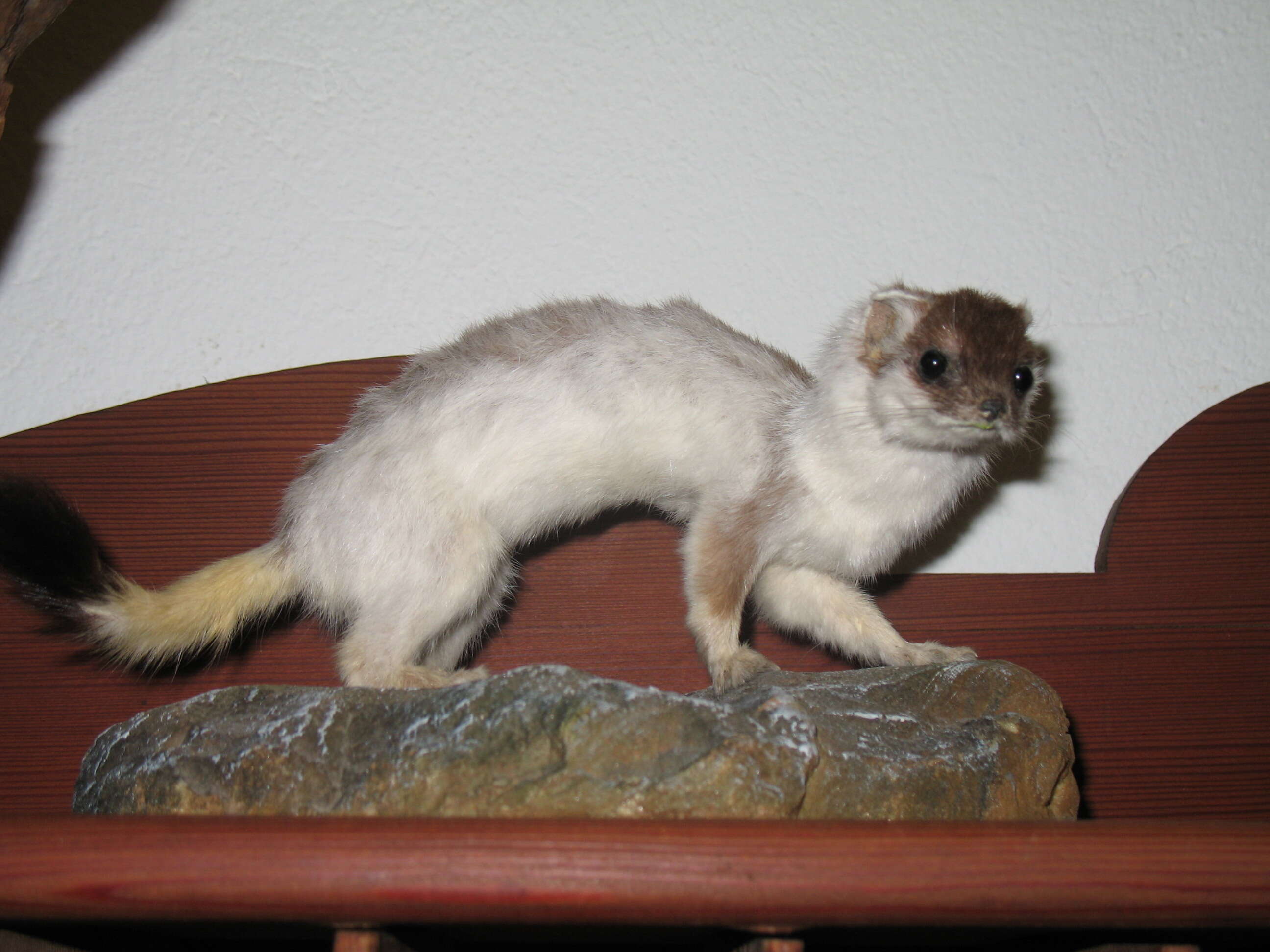 Image of ermine