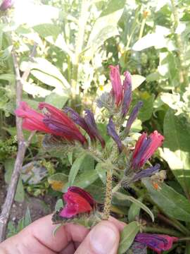 Image of Echium creticum subsp. creticum