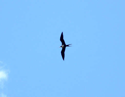 Image of Lesser Frigatebird