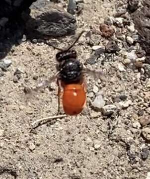 Plancia ëd Odynerus cinnabarinus Bohart 1939