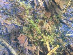 Image of Delicate Stonewort