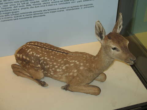 Image of Roe Deer