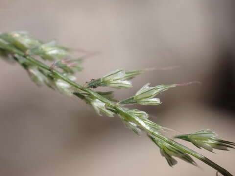 Plancia ëd Muhlenbergia uniseta (Lag.) Columbus