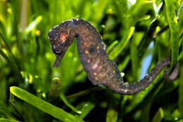 Image of Cape Seahorse