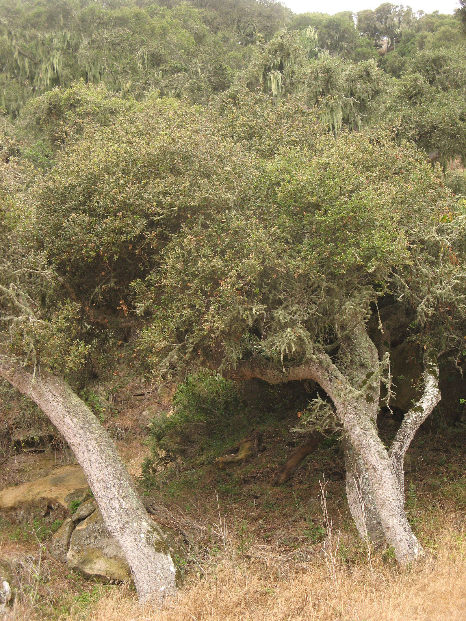 Image of island live oak