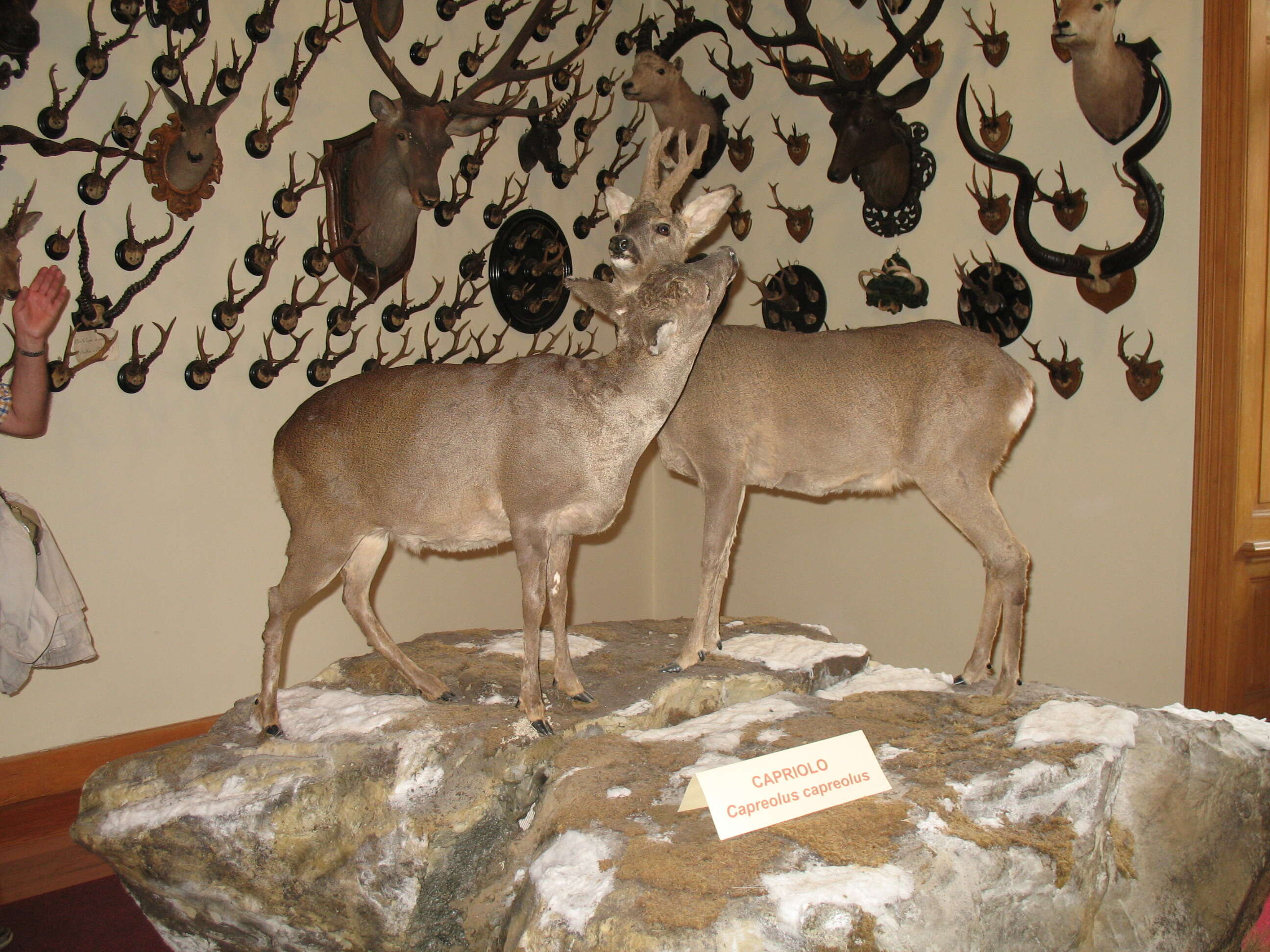 Image of Red Deer