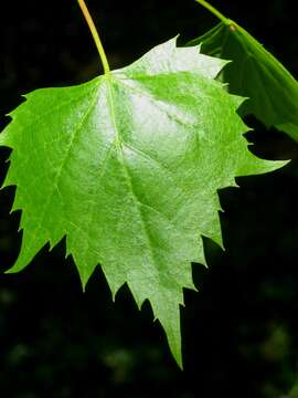 Image de Tilia mongolica Maxim.