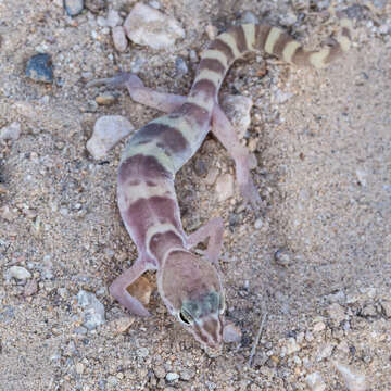 Image of Western Banded Gecko