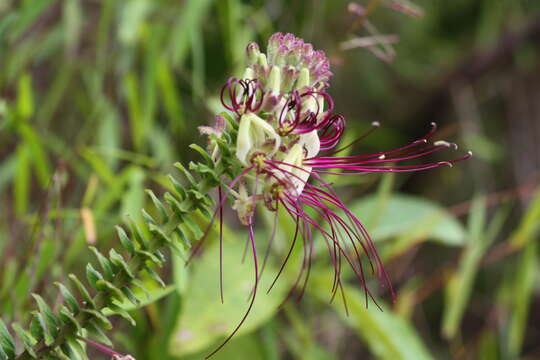 Image of Andinocleome lechleri (Eichler) Iltis & Cochrane