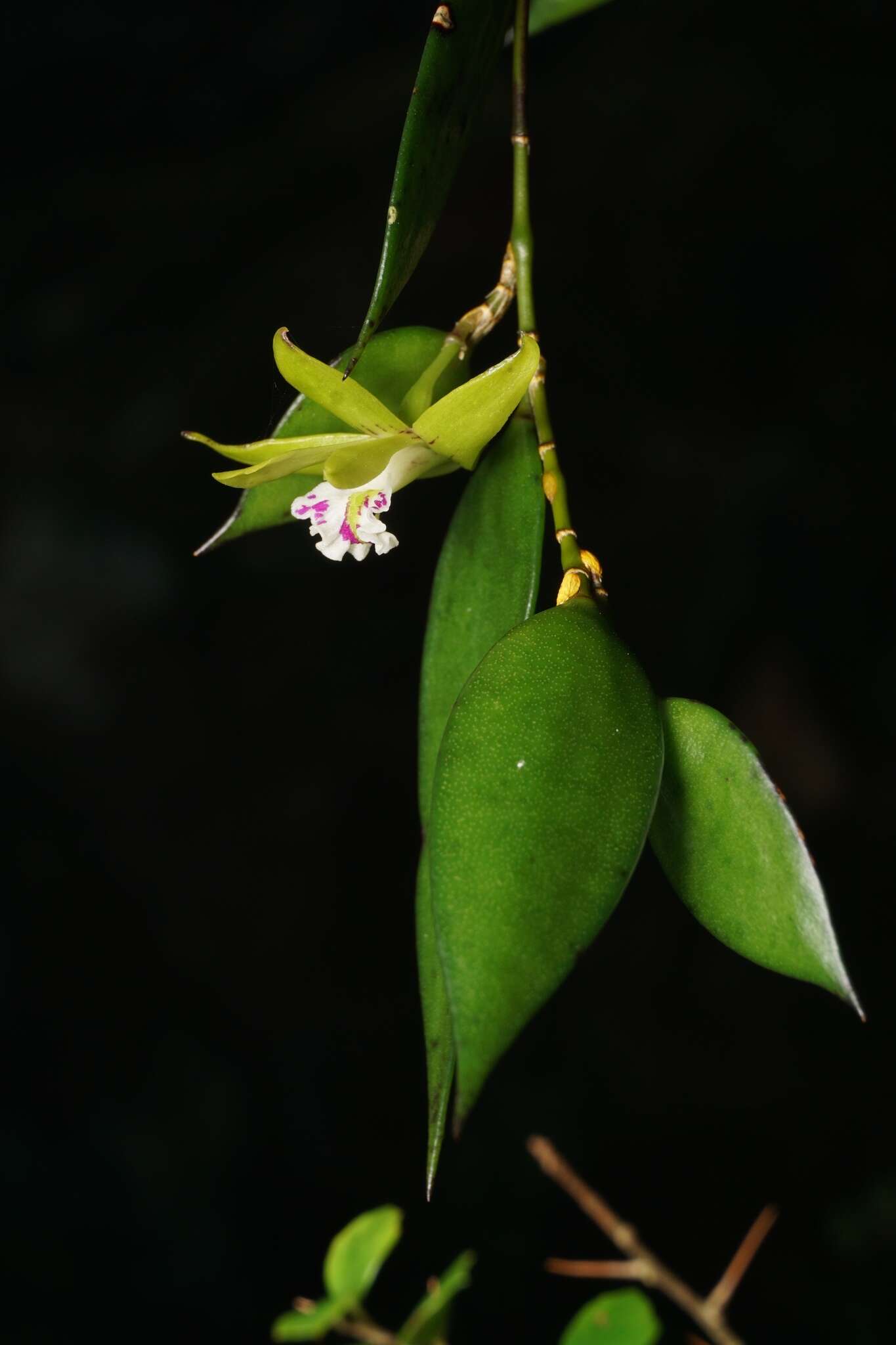 Imagem de Dendrobium pugioniforme A. Cunn. ex Lindl.