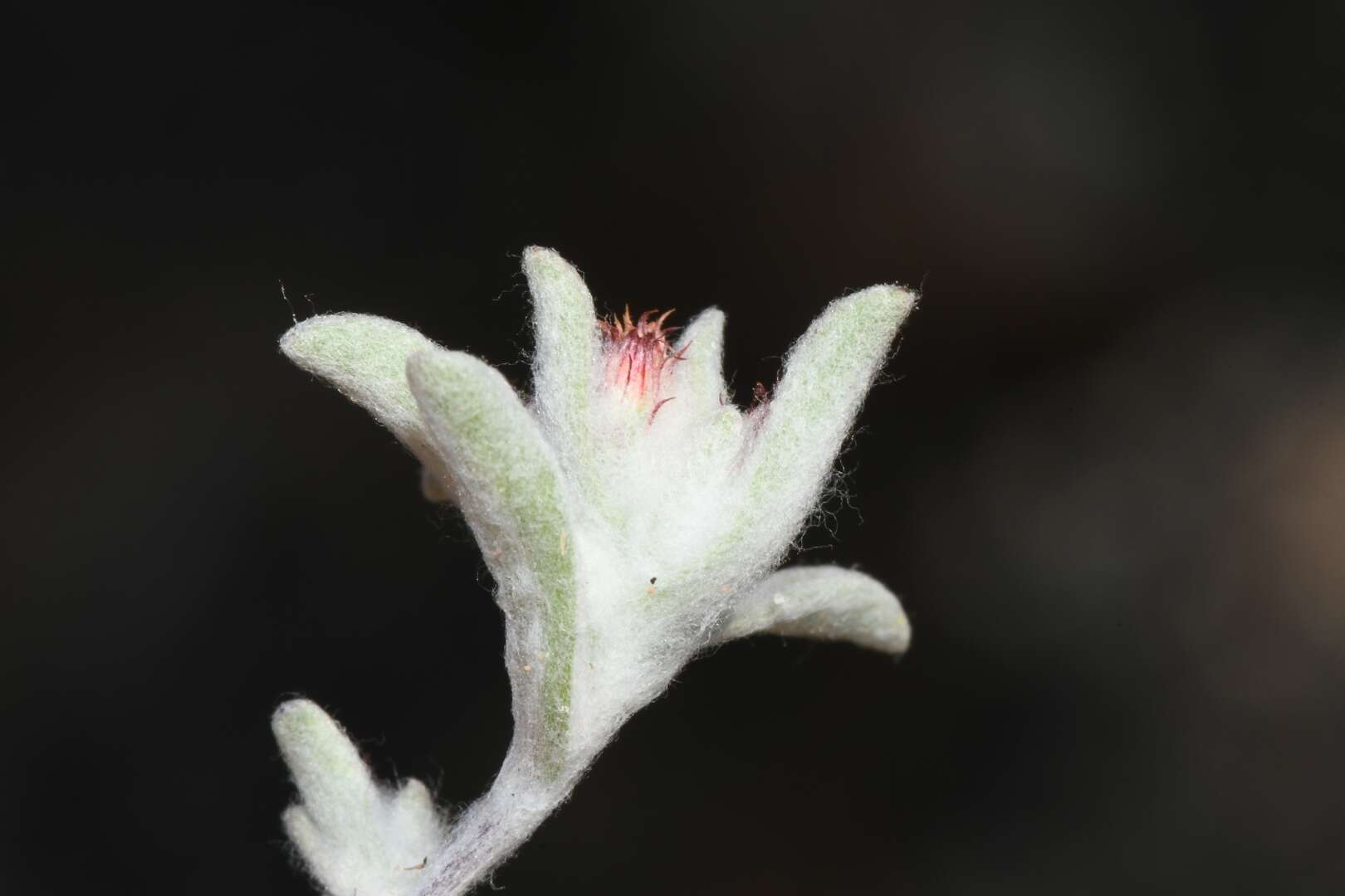 Image de Helichrysum leontonyx DC.