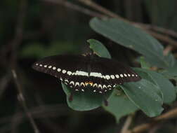 Image of Malabar Banded Swallowtail