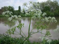 Imagem de Anthriscus sylvestris (L.) Hoffm.