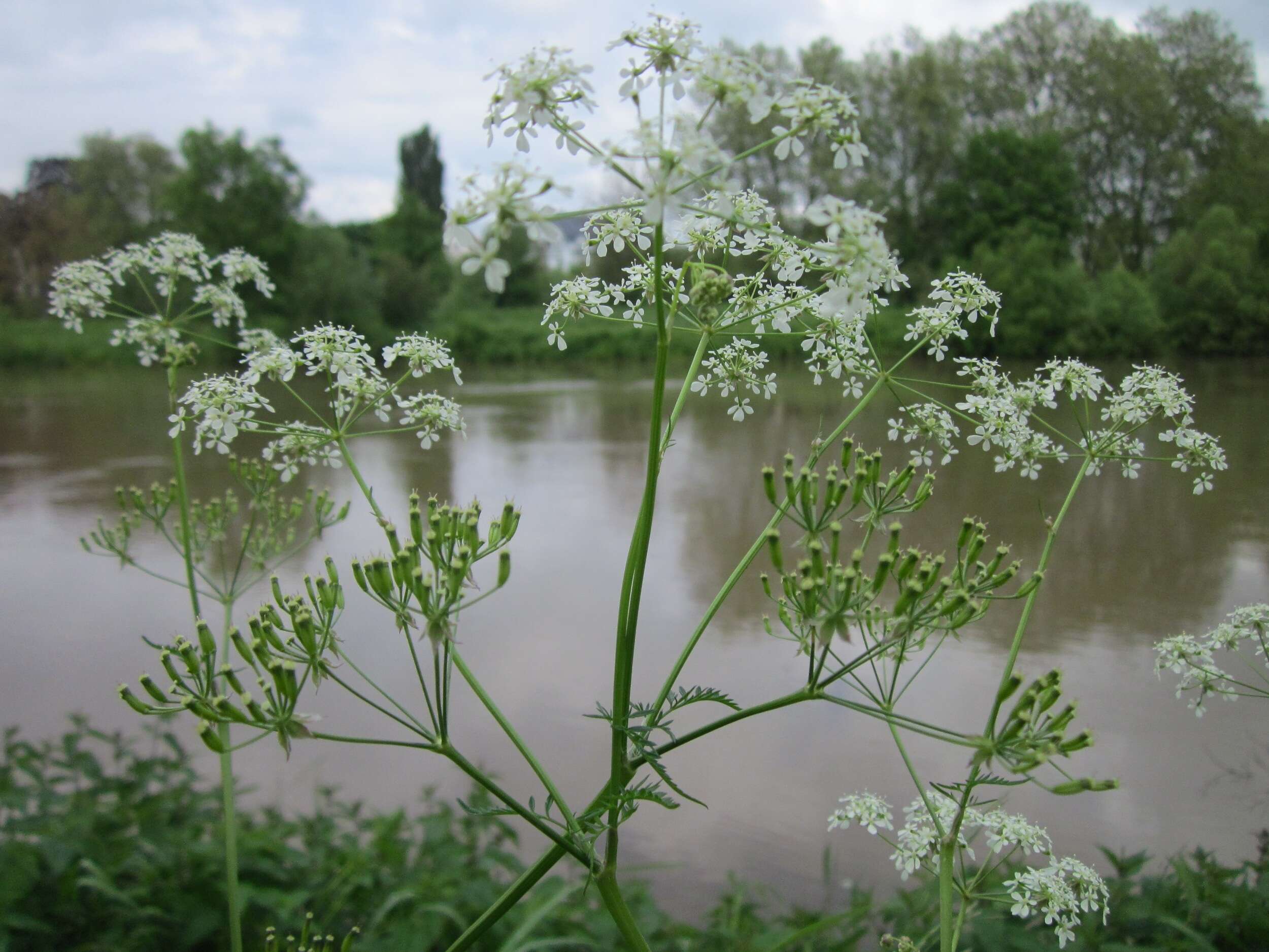 Imagem de Anthriscus sylvestris (L.) Hoffm.