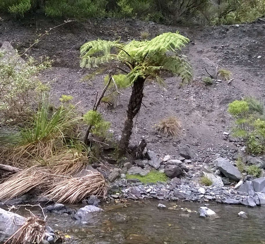 Image of Tree Fern Black