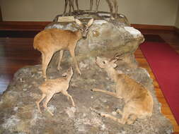 Image of Red Deer