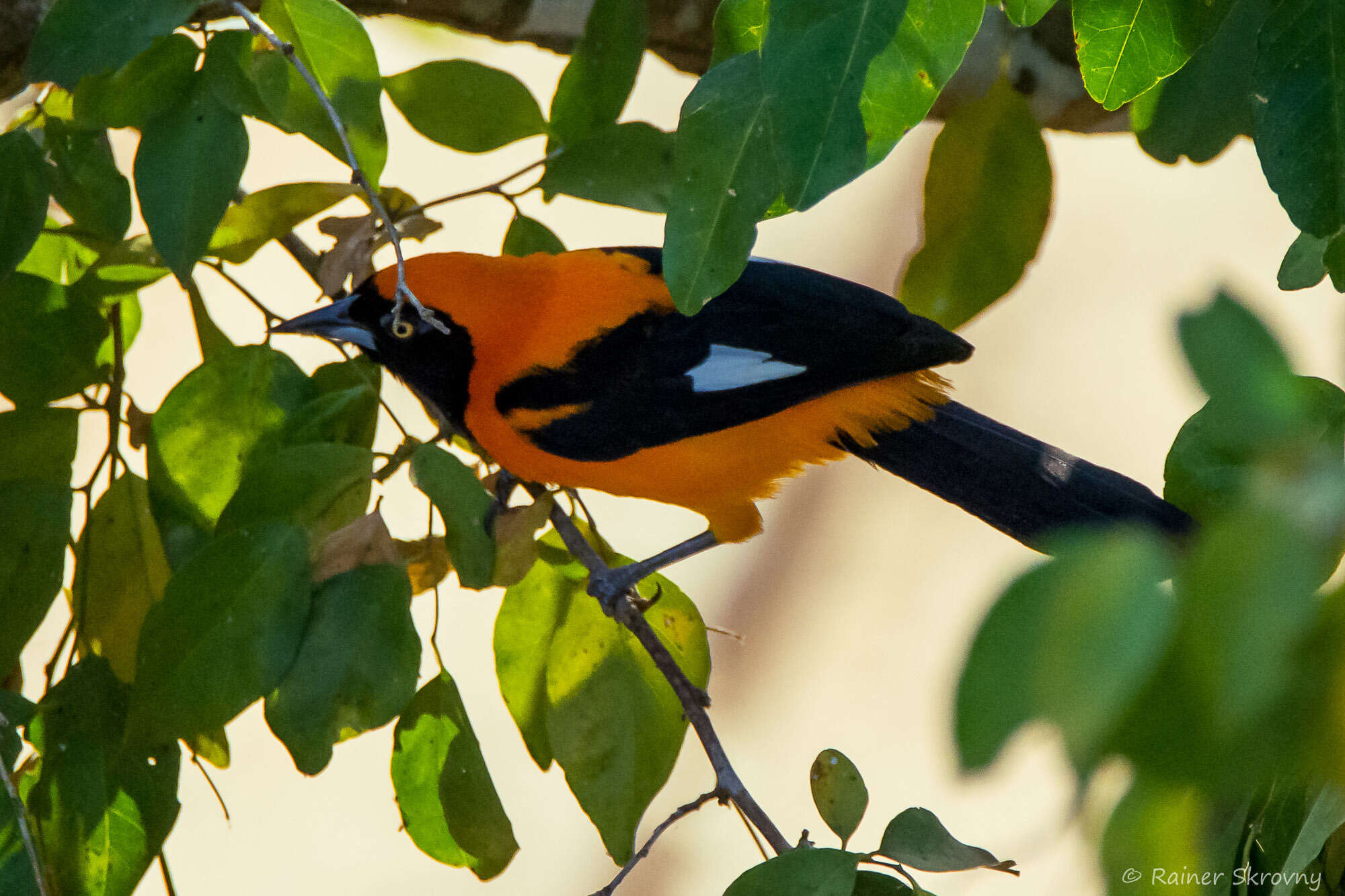 Image of Orange-backed Oriole