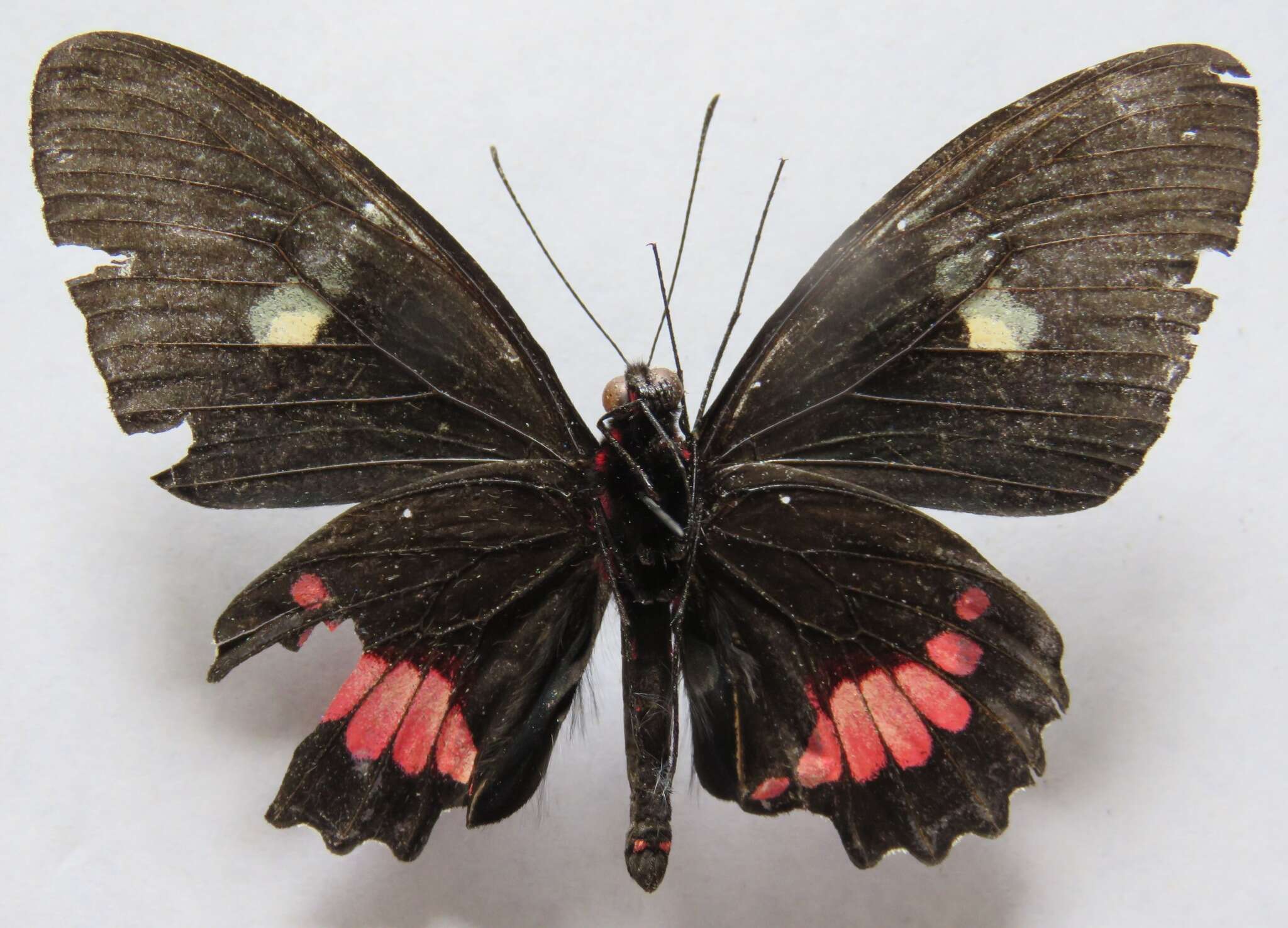 صورة Parides panares (Gray (1853))