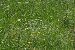 Image of Common Woolly Sunflower