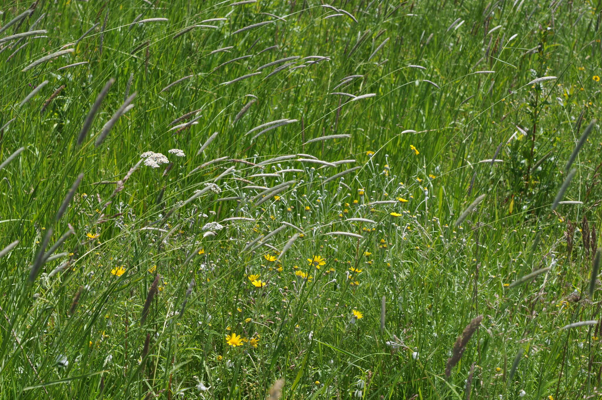 Image of Common Woolly Sunflower