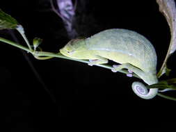 Image of Perinet chameleon