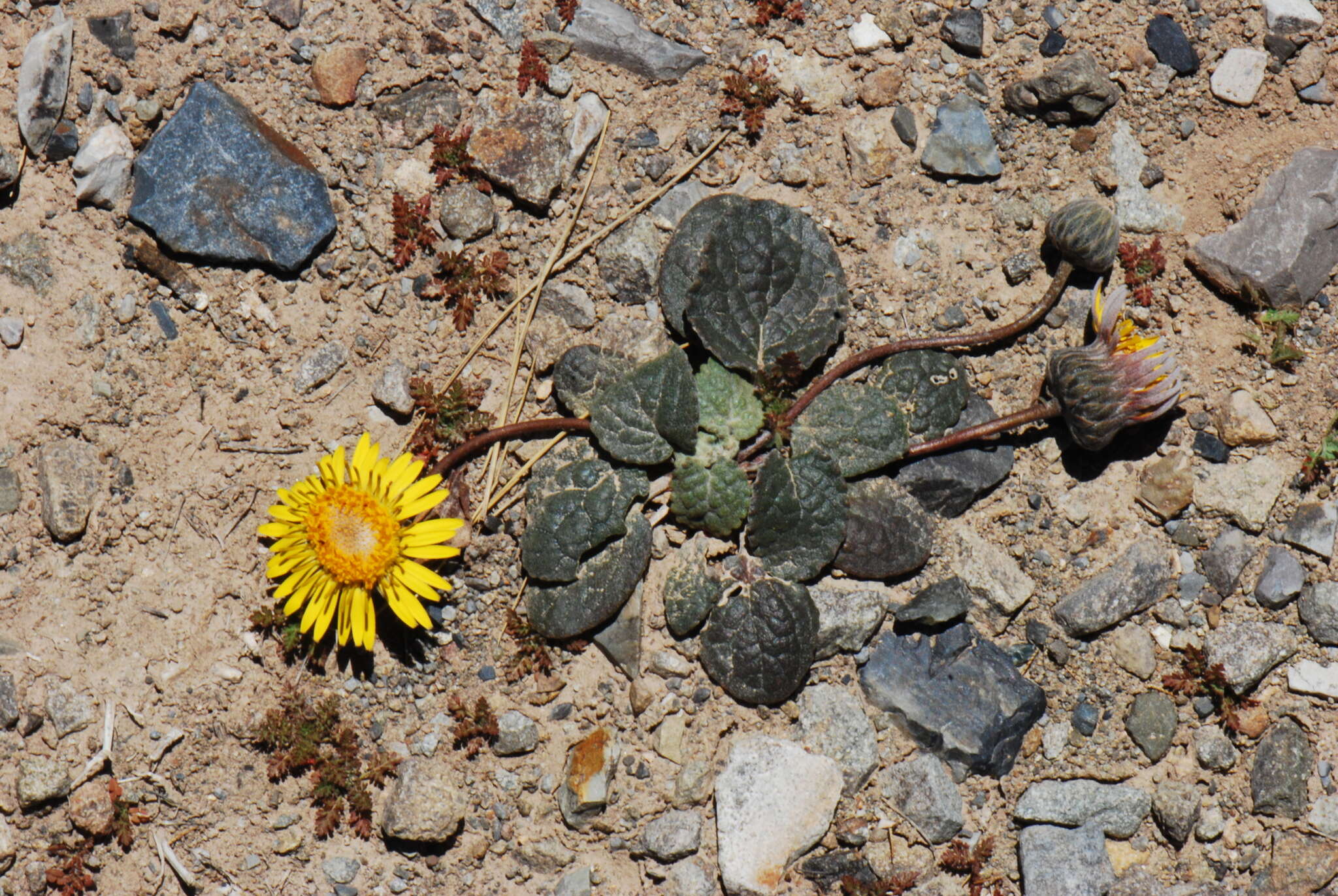 Image of Trichocline cineraria (D. Don) Hook. & Arn.