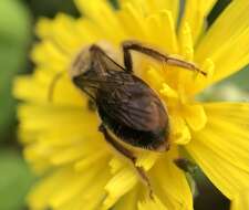 Image of Barbara's Andrena