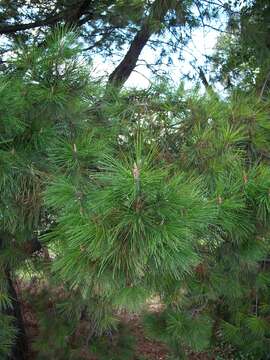 Imagem de Pinus radiata D. Don